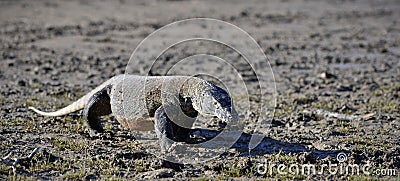 Komodo Dragon (Varanus komodoensis)