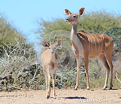 Kudu Antelope - African Moms and Wildlife