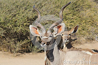 Kudu Antelope - African Wildlife - Bull and Cow Portrait