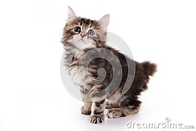 [Image: kuril-bobtail-kitten-4875869.jpg]