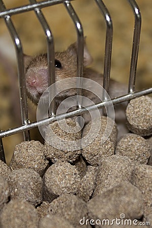 Lab mouse in a cage