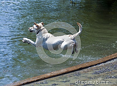 Labrador Belly Flop