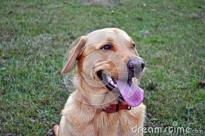 Labrador dog with tongue out