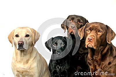 Labrador family