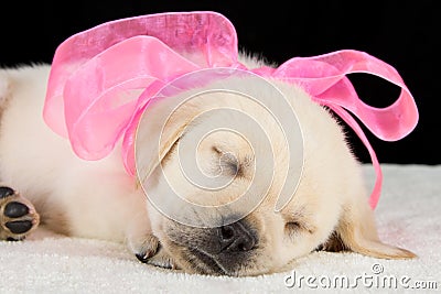 Labrador puppy sleeping on blanket with pink ribbon