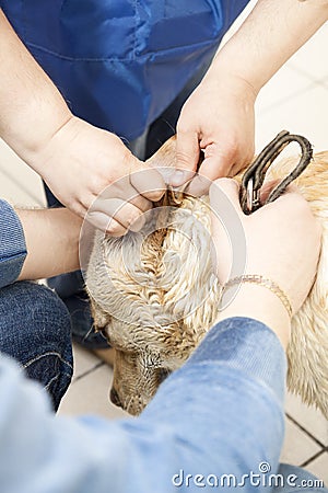 Labrador retriever dog ears cleaning