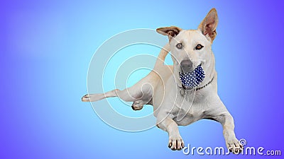 Labrador retriever dog holding blue ball isolated