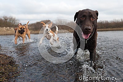 Labrador Retriever and friends