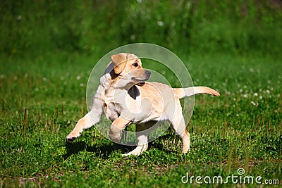 Labrador retriever puppy