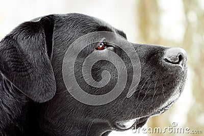 Labrador s head in profile.