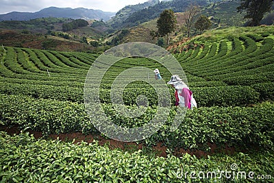 Lady worker and tea field