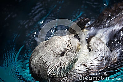 Laid back Sea Otter