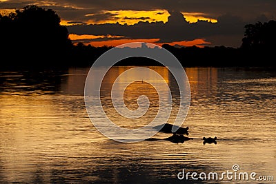Lake Reflecting Yellow/Orange Sunset with Submerging Hippo Silhouettes,Botswana