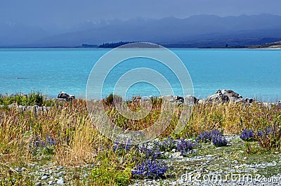 Lake Tekapo Summer , New Zealand