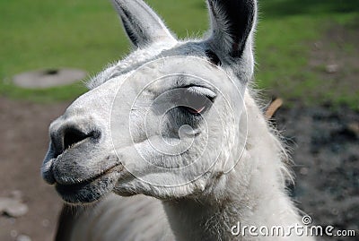 Llama head portrait.