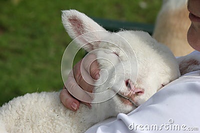 Lamb being cuddled