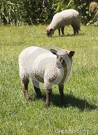 Lamb with black face