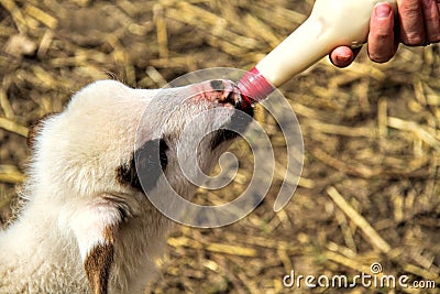 Lamb drinking Milk From a Bottle