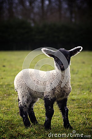 Lamb in Field