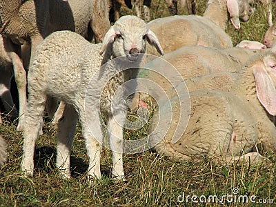 Lamb in the midst of the large flock of sheep and goats