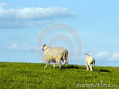 Lamb and mother sheep on hill
