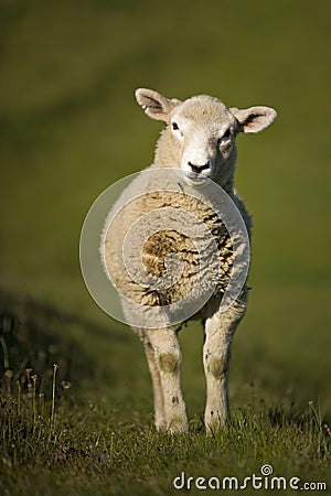 Lamb in One Tree Hill Domain