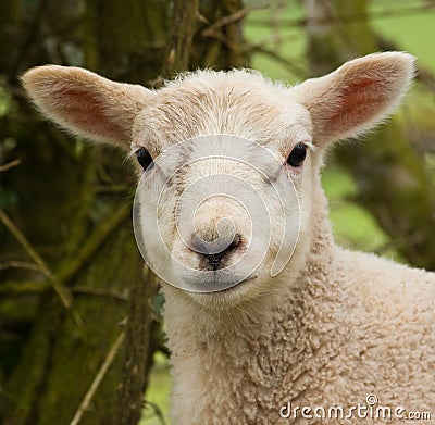 Lamb Portrait