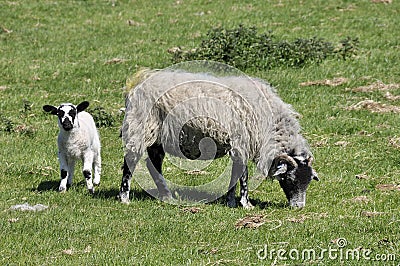 Lamb and sheep in field