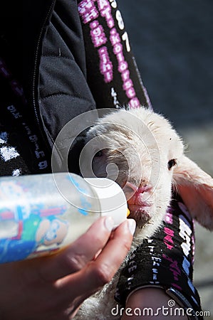Lamb suckled with baby bottle of milk