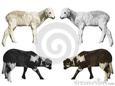 Lambs Stock Images - Image: 8301504