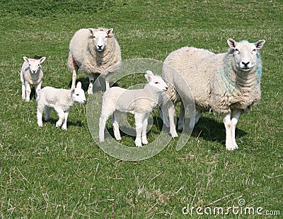 Lambs and sheep in field