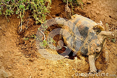 Land turtle laying eggs