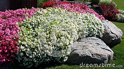 Landscape background with colored flower beds