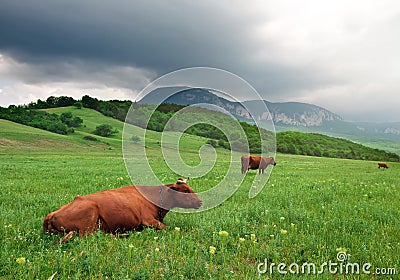 Landscape with cow and cloudy sky.