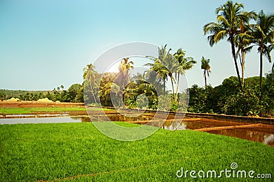 Landscape with flooded rice fields