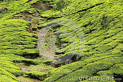 Landscape of green tea plantations. Munnar, India