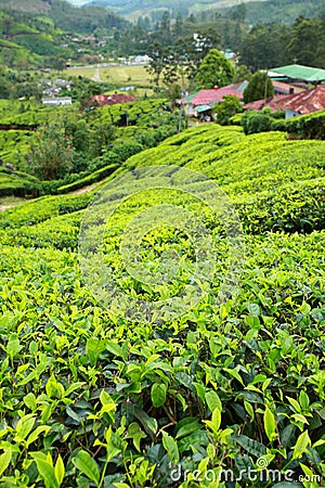 Landscape of green tea plantations. Munnar, Kerala, India