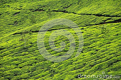 Landscape of green tea plantations. Munnar, Kerala, India