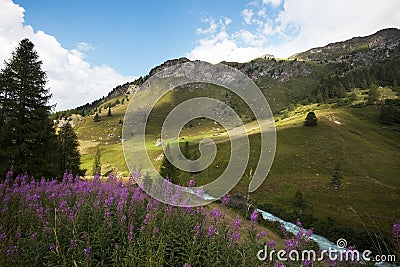 Landscape, Mountain, Pasture, Meadow, Switzerland