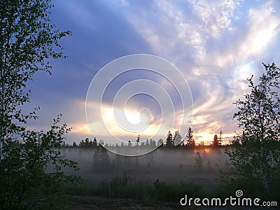The landscape of the Northern nature. Forest at sunset