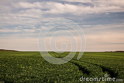 Landscape sky and grass