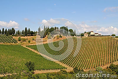 Landscape with vineyard in the Tuscany, Italy