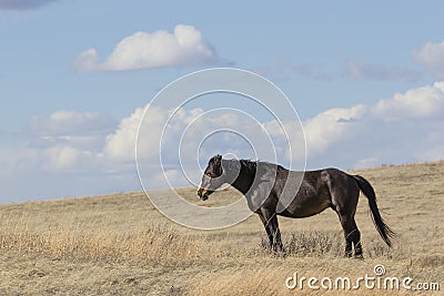 Landscape of wild horse