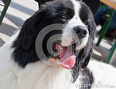 Landseer dog with tongue