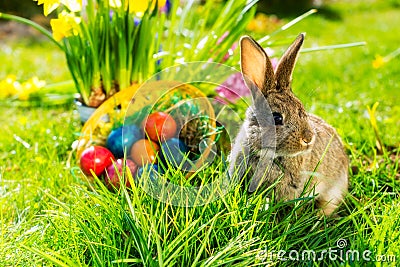 Joyeuses Pâques Lapin-de-pâques-sur-le-pré-avec-le-panier-et-les-oeufs-28557711