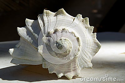 Larch conch shell outside