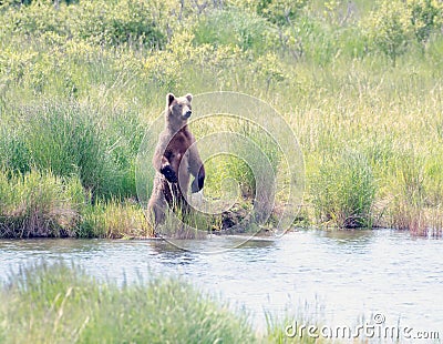 Large Alaskan brown bear standing on its hind legs