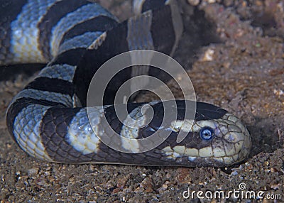 Large banded sea snake