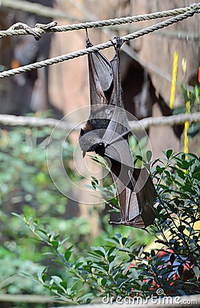 Large bat hanging from rope