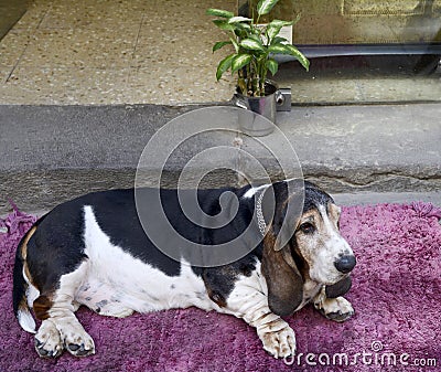 Large beagle on a pink mat in front of the house